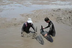 关于瓜头鲸搁浅台州滩涂的9个疑问，鱼类研究专家一一解答图片