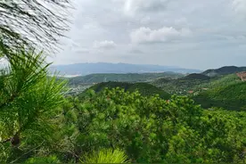 青山变金山：包山拾菌让昆明晋宁青龙村走上致富路图片