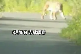 “你瞅啥！”男子打车遇野生老虎，互瞅2分钟图片