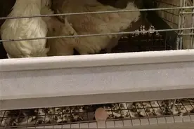 世界最高的全智能化鸡舍产下首枚蛋图片