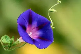 《最是夏秋牵牛花》图片