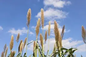 绿容专家聊节气丨“蒹葭苍苍”和白露究竟有啥关系？图片