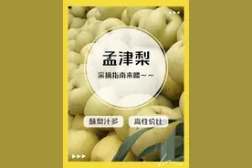 季节限定！清甜多汁！这里有一份“孟津梨”采摘指南...图片