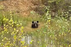 内蒙古大兴安岭 熊出没请注意！呆萌棕熊“洗澡澡”图片