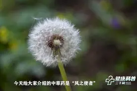 健康科普三千问｜甲状腺会感激你 小长假教你做蒲公英花茶图片