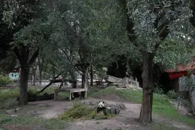 萌萌哒！西班牙马德里动物园大熊猫吃竹子津津有味图片