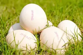 亚洲规模最大蛋鸡项目今日投产，未来预计年产8亿枚鸡蛋图片