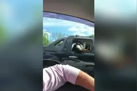 美国一只宠物狗模仿人坐在汽车后座 爪子搭在车窗上兜风图片