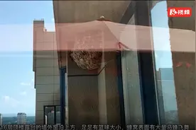 胆战心惊！新田消防将16层高楼上的大马蜂窝顺利摘除图片