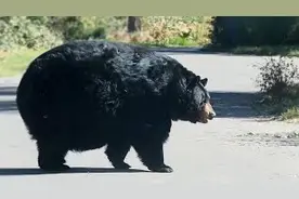 美国动物园举办“肥宅王”比赛：肥胖熊熊，不怕冬眠图片