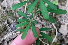 关门草认识吗？学名“截叶铁扫帚”，老一辈人看到它就会拔回家图片