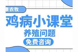 浅述鸡病临床症状（二）图片