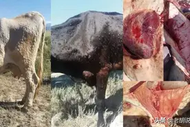 牛犊价格近日下跌500元，究竟为啥下跌？原来肉牛的传染病来了图片