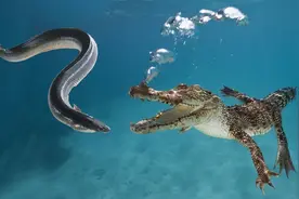 电鳗为何会能发出860伏电压？当鳄鱼咬中电鳗，它会不会被电死？图片