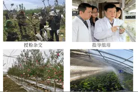 中国农业大学在苹果砧木新品种选育及育种体系建立上取得重要进展图片
