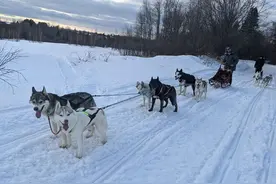 疫情期间美国女孩用雪橇犬给老人送货 12条雪橇犬每天跑100多公里图片