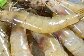 煮虾，不管是活虾还是冻虾，下锅前牢记3点，虾肉才会鲜嫩无腥味图片