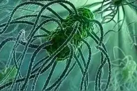 家里养宠物的看过来！小心感染这种致病菌图片