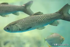 夏季守巨物的3个要素，“诱鱼、留鱼、钓鱼”，缺一不可图片