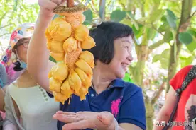 琼海乡村旅游第一站，张大哥的果园来了一批大美女图片
