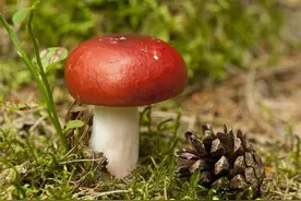 红伞伞白杆杆南方红参：福建女性坐月子必吃的红菇图片