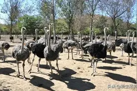 鸵鸟养殖一年，体重200斤卖价4000元，来算算能赚多少钱？图片