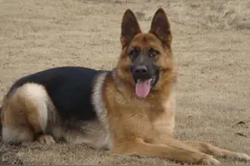 盘点最“怂”的几种狗，不能保护主人，溜得比谁都快图片