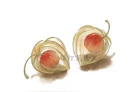 锦灯笼的故事图片