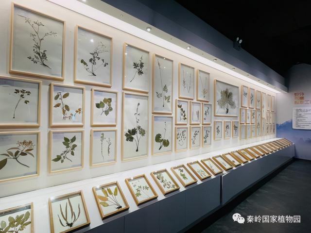 3839洛克王国（519中国旅游日让我们相约醉美秦岭）