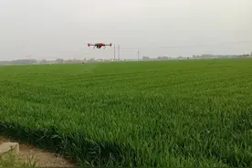 黄淮小麦超高产，八个品种是首选，今年没有种，明年需抓紧图片