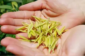 茶叶的级别是怎么区分的，特级一级二级的标准是什么图片