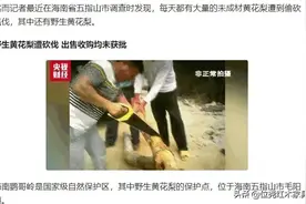 海南黄花梨频频遭偷盗的原因图片