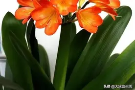 君子兰花谢以后，这样修剪与养护，来年新芽蹭蹭冒，花开的更旺盛图片