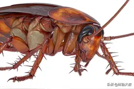 蟑螂生命力为什么这么强？为什么不能用脚踩蟑螂？图片