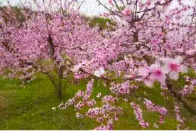 武汉“凤娃古寨”景区复工准备就绪！期待重启迎接“四方游客”图片