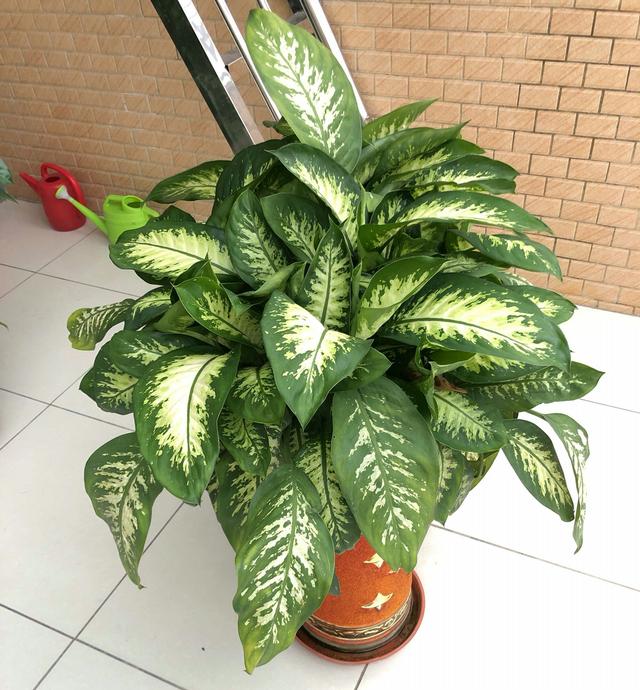 万年青叶子下垂要怎么解决