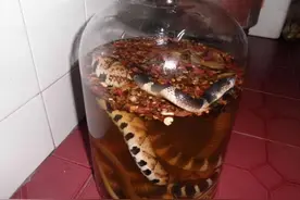 ​“毒蛇”泡酒的民间偏方，对人体是否真有功效？下面告诉你真相图片