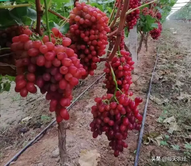 一画7色，独家配方，营养着色，农资经销商热卖的又一爆款产品