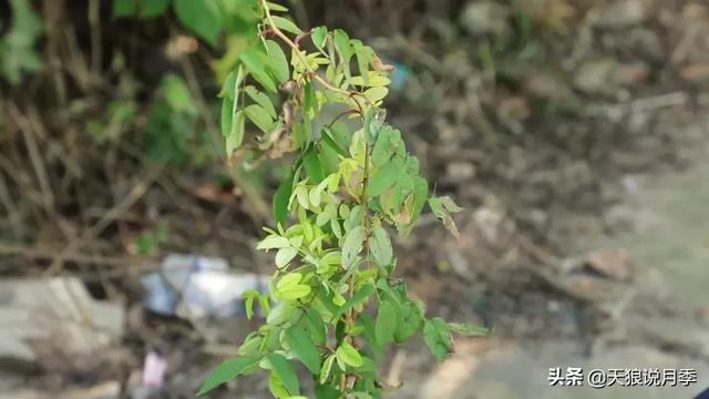 澶╃嫾璇存湀瀛ｏ綔鏈堝鍙剁墖鎬诲彉榛勶紵鍘熷洜鍙兘鏄繖涓? onerror=