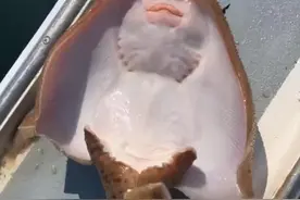 美国一渔民给黄貂鱼挠痒痒，鱼表现出像笑的表情，却会导致鱼伤亡图片