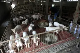 如何做好种公猪饲养管理技术图片