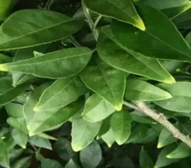 妞嶇墿缂虹礌鍘熷洜鍙婄己绱犵棁鐘跺鐓ц〃