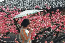 连平上坪赏桃花：这里比十里桃园更美，人少景美不花钱图片
