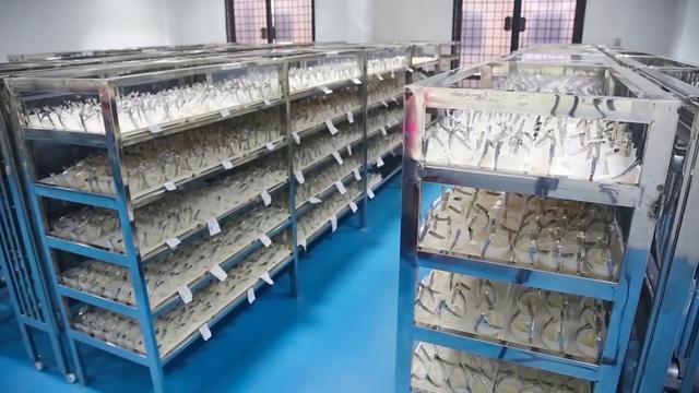 燕窝是怎么形成的图片 2026年燕窝是怎么形成的过程