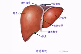 最全总结 | 肝脏的表面解剖及分叶分段图片