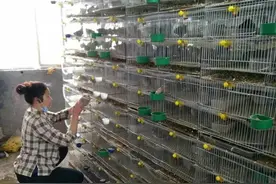 克迈拉多管齐下解决芦丁鸡销路 盘活直播芦丁鸡产业图片