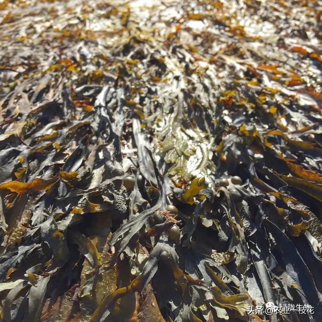 认识一下海藻精