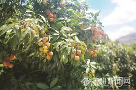 11种漳州荔枝，你吃过几种？图片