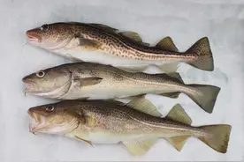 老农疑惑:市场上卖的鳕鱼为何没有头？看完谜底揭开图片