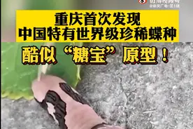 世界级珍稀蝶种幼虫现身武隆图片
